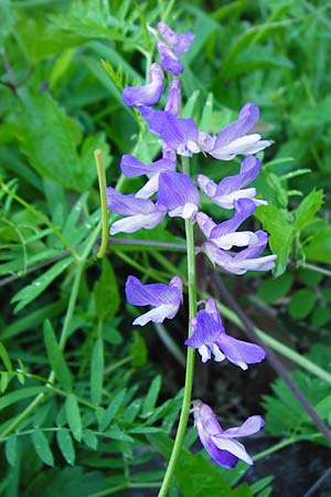 Vicia cracca \ Vogel-Wicke / Tufted Vetch, D Tübingen 3.6.2015