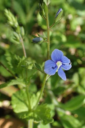 Veronica chamaedrys \ Gamander-Ehrenpreis / Germander Speedwell, D Waghäusel-Wiesental 15.4.2020