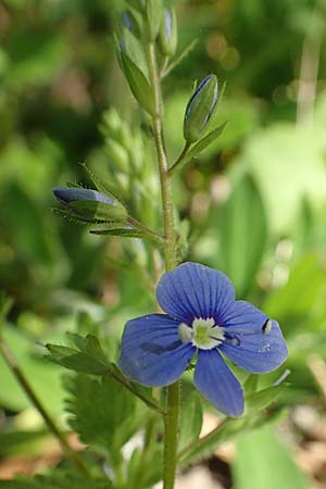 Veronica chamaedrys \ Gamander-Ehrenpreis / Germander Speedwell, D Waghäusel-Wiesental 15.4.2020