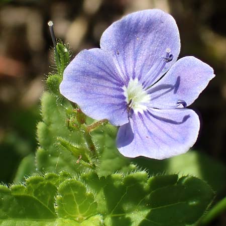 Veronica chamaedrys \ Gamander-Ehrenpreis / Germander Speedwell, D Bruchsal 27.5.2020