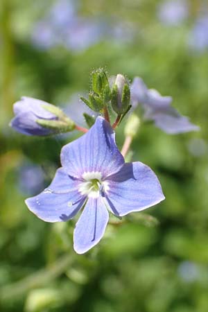 Veronica chamaedrys \ Gamander-Ehrenpreis / Germander Speedwell, D Westerwald, Hasselbach 8.6.2020