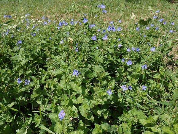 Veronica chamaedrys \ Gamander-Ehrenpreis, D Westerwald, Hasselbach 8.6.2020