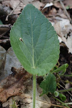 Viola collina \ Hgel-Veilchen, D Königheim 3.5.2021