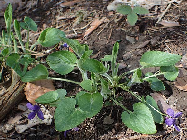 Viola collina \ Hgel-Veilchen, D Königheim 3.5.2021