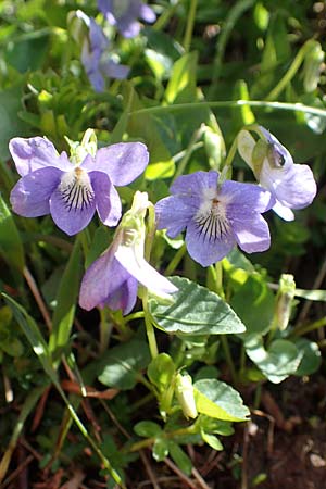 Viola canina \ Hunds-Veilchen / Dog Violet, D Mudau 23.4.2023