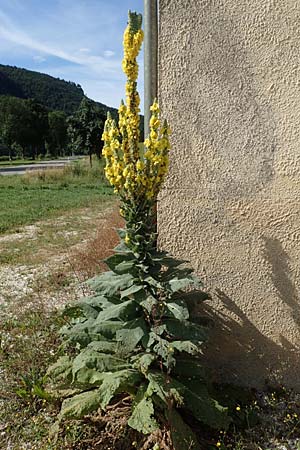 Verbascum densiflorum \ Grobltige Knigskerze / Dense-flowered Mullein, D Beuron 26.7.2015