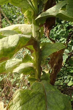 Verbascum densiflorum \ Grobltige Knigskerze, D Hanhofen 22.9.2016