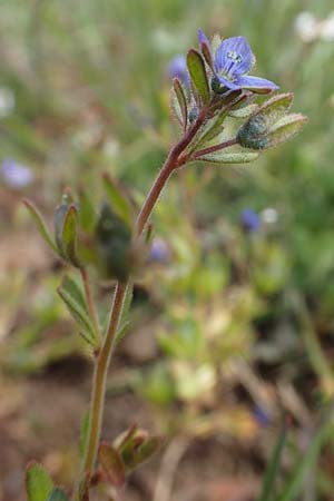 Veronica dillenii \ Dillenius-Ehrenpreis / Dillenius' Speedwell, D Rheinhessen, Frei-Laubersheim 13.4.2021