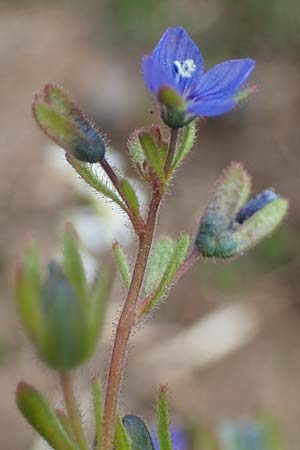 Veronica dillenii \ Dillenius-Ehrenpreis / Dillenius' Speedwell, D Rheinhessen, Frei-Laubersheim 13.4.2021