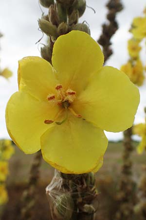 Verbascum densiflorum / Dense-flowered Mullein, D Neuleiningen 26.8.2021