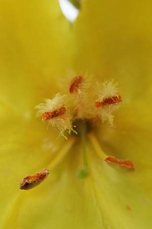 Verbascum densiflorum / Dense-flowered Mullein, D Neuleiningen 26.8.2021