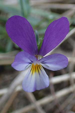 Viola tricolor subsp. curtisii \ Dnen-Stiefmtterchen, D Heiligenhafen 17.9.2021