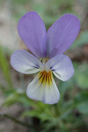 Viola tricolor subsp. curtisii \ Dnen-Stiefmtterchen / Seaside Pansy, Sand Pansy, D Heiligenhafen 17.9.2021