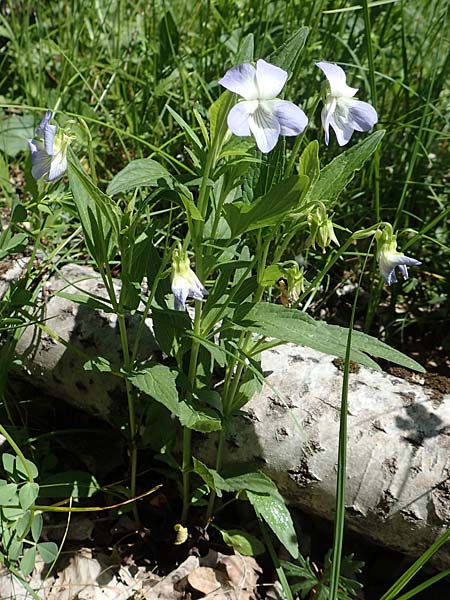 Viola elatior \ Hohes Veilchen, D Ketsch 14.5.2019