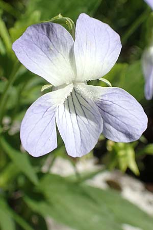 Viola elatior \ Hohes Veilchen / Tall Violet, D Ketsch 14.5.2019