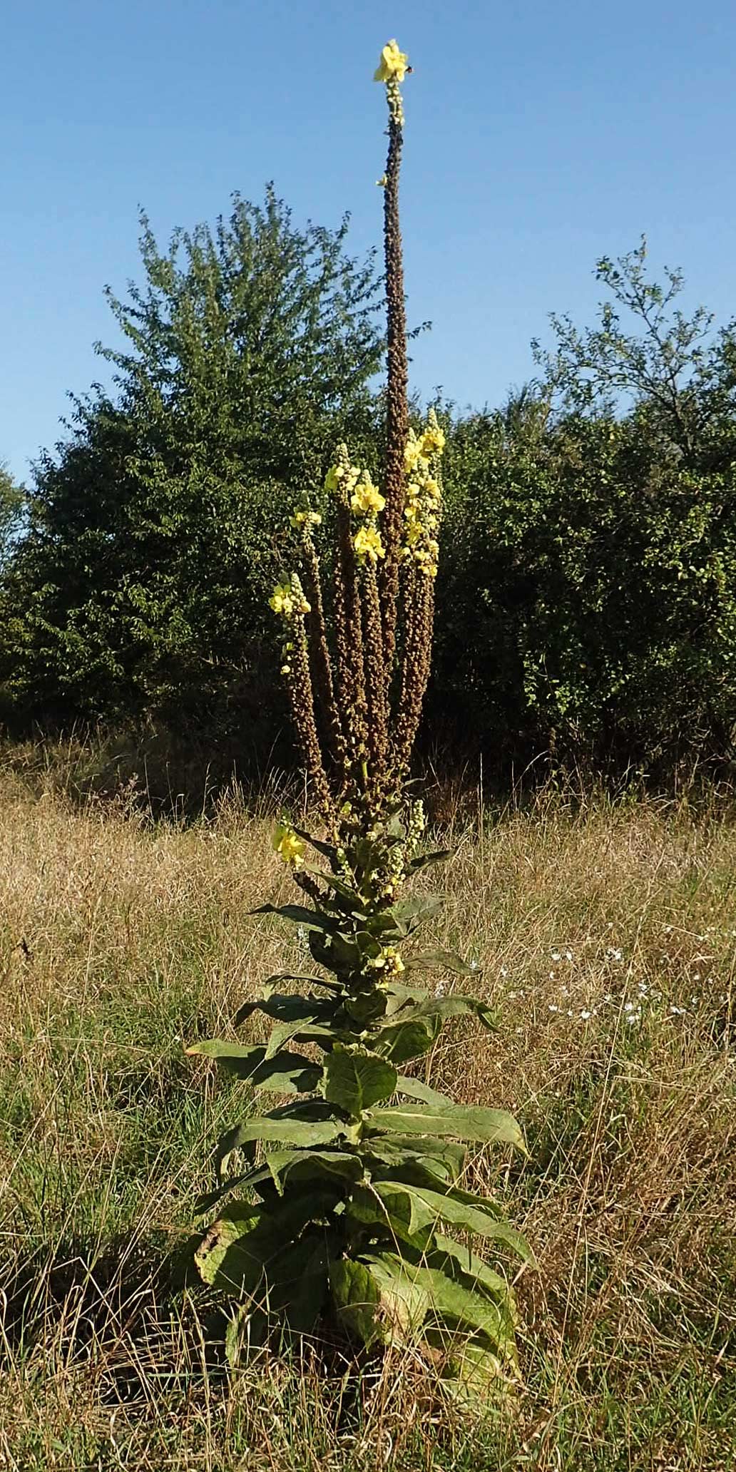 Verbascum densiflorum \ Grobltige Knigskerze, D Brandenburg, Havelaue-Gülpe 17.9.2020