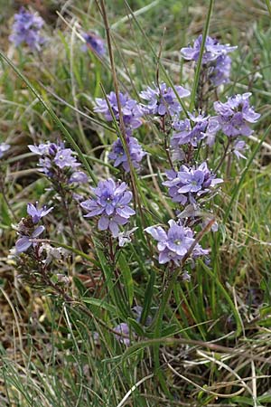 Veronica prostrata subsp. scheereri / Scheerer's Speedwell, D Grünstadt-Asselheim 1.5.2021