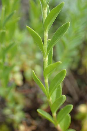 Veronica fruticulosa \ Halbstrauch-Ehrenpreis, D Botan. Gar.  Universit.  Tübingen 17.6.2017