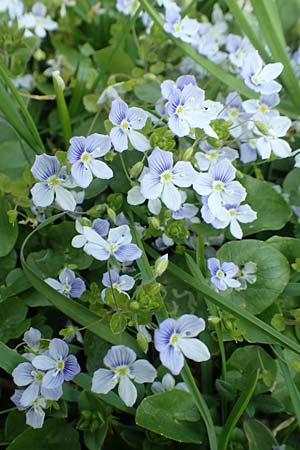 Veronica filiformis \ Faden-Ehrenpreis, D Mannheim 9.4.2020