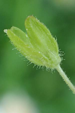 Veronica filiformis \ Faden-Ehrenpreis, D Mannheim 9.4.2020