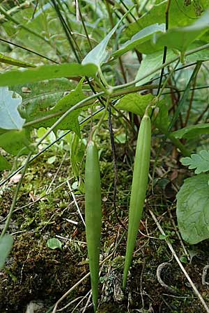 Vincetoxicum hirundinaria \ Schwalbenwurz, D Heidelberg 22.9.2017