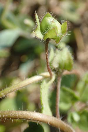 Veronica hederifolia subsp. hederifolia \ Efeublttriger Ehrenpreis / Ivy-Leaved Speedwell, D Aichtal 18.4.2018