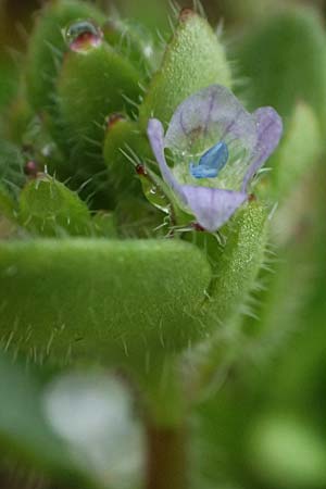 Veronica hederifolia subsp. hederifolia \ Efeublttriger Ehrenpreis / Ivy-Leaved Speedwell, D Rheinhessen, Flonheim 2.4.2021