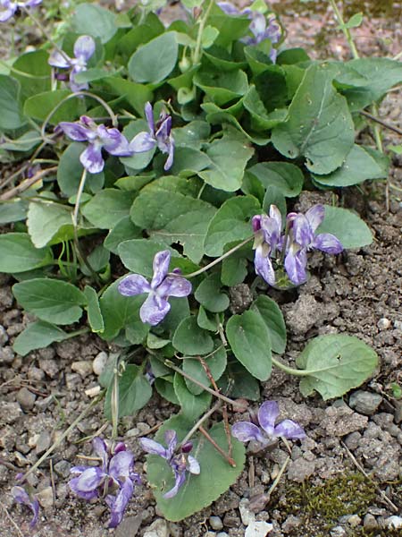 Viola hirta var. variegata \ Rauhaariges Veilchen / Hairy Violet, D Mannheim 27.3.2024