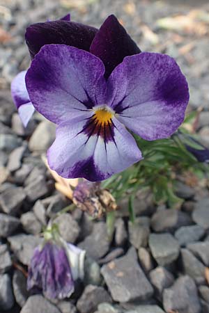 Viola wittrockiana / Pansy, D Attendorn 21.5.2018