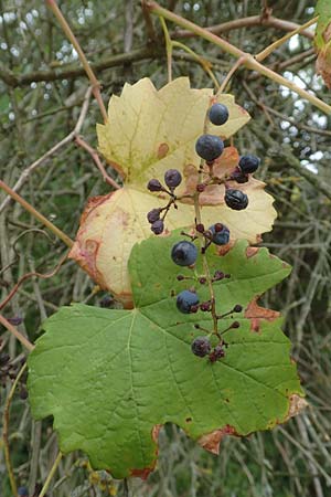 Vitis sylvestris \ Wilde Weinrebe, D Mannheim Reiß-Insel 13.9.2018