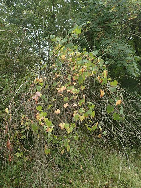 Vitis sylvestris \ Wilde Weinrebe / Grape Vine, D Mannheim Reiß-Insel 13.9.2018