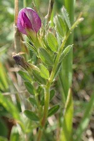 Vicia segetalis \ Korn-Wicke, Getreide-Wicke / Narrow-Leaved Common Vetch, D Eching 2.5.2019