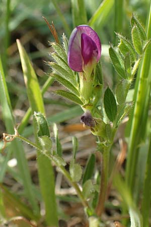 Vicia segetalis \ Korn-Wicke, Getreide-Wicke / Narrow-Leaved Common Vetch, D Eching 2.5.2019