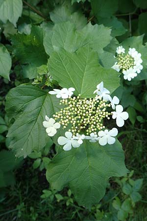 Viburnum opulus \ Gewhnlicher Schneeball, Wasser-Schneeball / Guelder Rose, Highbush Cranberry, D Ketsch 14.5.2019