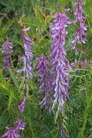 Vicia cracca \ Vogel-Wicke / Tufted Vetch, D Königheim 29.5.2019