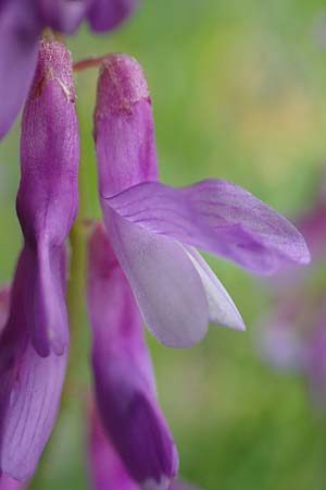 Vicia cracca \ Vogel-Wicke / Tufted Vetch, D Königheim 29.5.2019