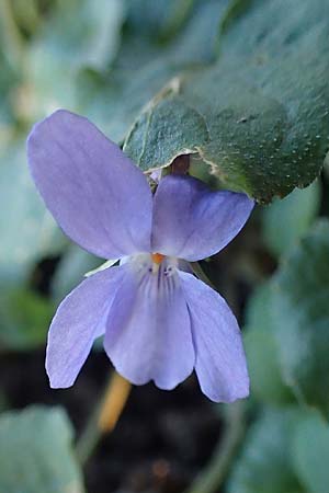 Viola x scabra \ Raues Veilchen / Hairy Violet, D Mannheim 4.2.2023