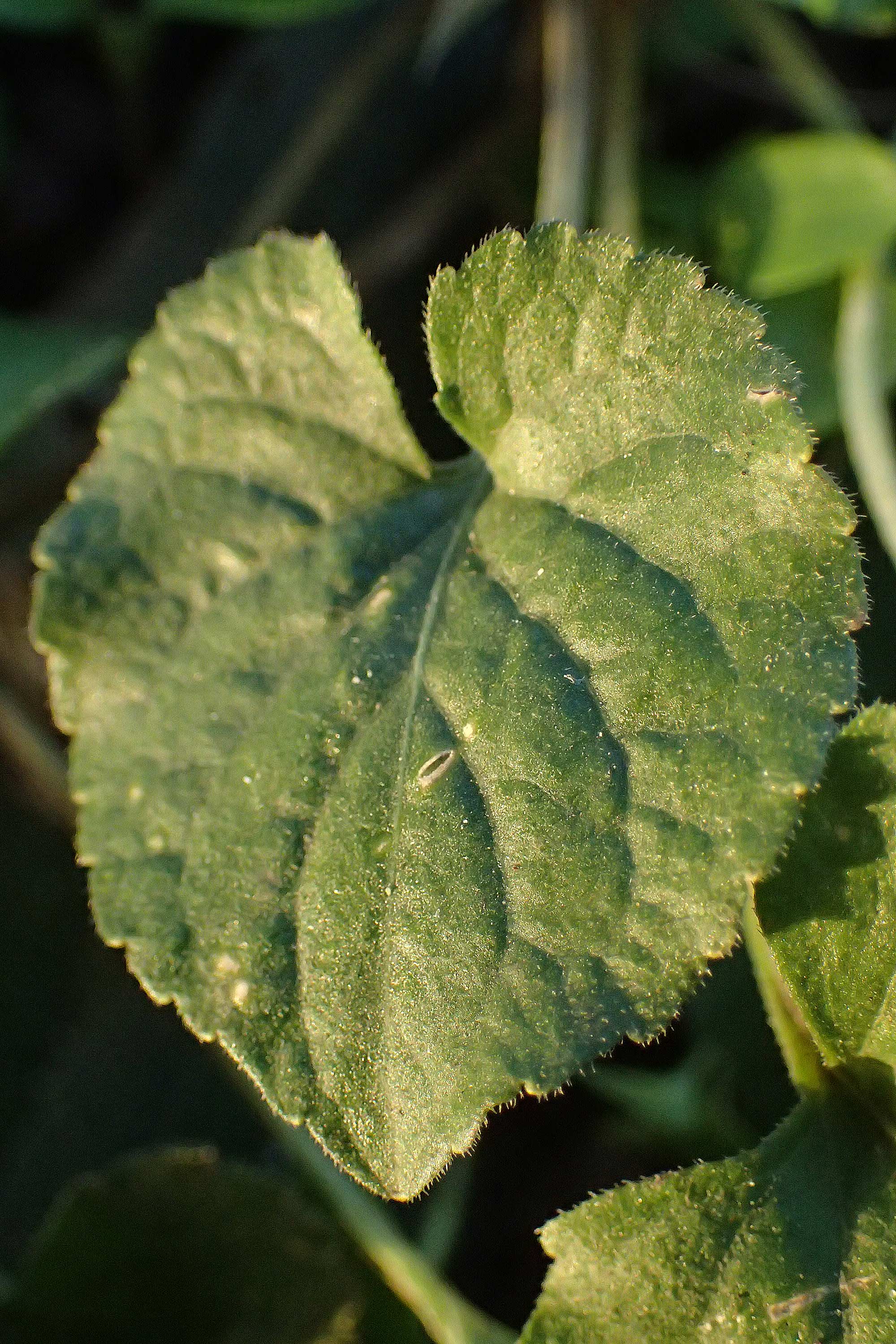 Viola x scabra \ Raues Veilchen / Hairy Violet, D Mannheim 4.2.2023