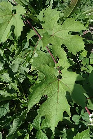 Vitis sylvestris ? \ Wilde Weinrebe / Grape Vine, D Mannheim Mühlau-Hafen 10.9.2023