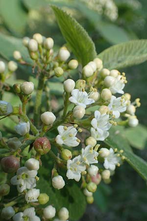 Viburnum lantana \ Wolliger Schneeball, D Tübingen 7.5.2016