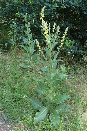 Verbascum lychnitis \ Mehlige Knigskerze / White Mullein, D Neu-Isenburg 22.6.2019