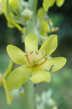 Verbascum lychnitis \ Mehlige Knigskerze / White Mullein, D Neu-Isenburg 22.6.2019