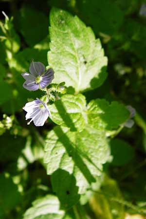 Veronica montana \ Berg-Ehrenpreis / Wood Speedwell, D Hockenheim 10.5.2015