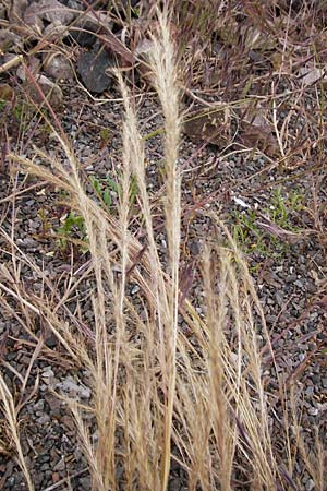 Festuca myuros \ Museschwanz-Federschwingel, Gewhnlicher Federschwingel, D Mannheim 29.5.2015