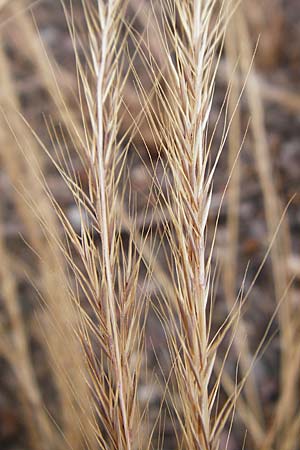 Festuca myuros \ Museschwanz-Federschwingel, Gewhnlicher Federschwingel, D Mannheim 29.5.2015