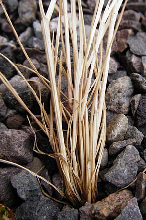 Festuca myuros \ Museschwanz-Federschwingel, Gewhnlicher Federschwingel / Rat's-Tail Fescue, D Mannheim 29.5.2015