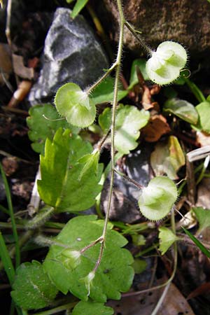 Veronica montana \ Berg-Ehrenpreis / Wood Speedwell, D Zwingenberg am Neckar 31.5.2015