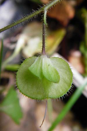 Veronica montana \ Berg-Ehrenpreis / Wood Speedwell, D Zwingenberg am Neckar 31.5.2015