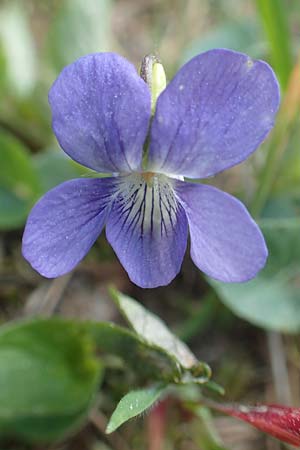 Viola riviniana \ Hain-Veilchen, D Rödermark 13.5.2017