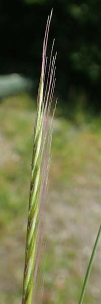 Festuca myuros \ Museschwanz-Federschwingel, Gewhnlicher Federschwingel / Rat's-Tail Fescue, D Lennestadt-Altenhundem 21.5.2018